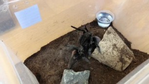 Brachypelma Vagans - Enjoyable Sex with BDSM ending